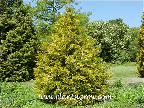 The label on this plant called this Thuja Holmstrup Gold.  I am assuming it really is Holmstrup Yellow since I could not find a reference to Holmstrup Gold.